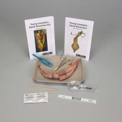 Carolinas Young Scientist™ Squid Dissection Kit
