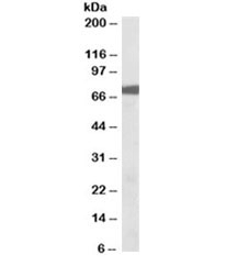 Western blot testing of mouse lung lysate with RPS6KA2 antibody at 0.01ug/ml, observed here at ~75kDa. (1)