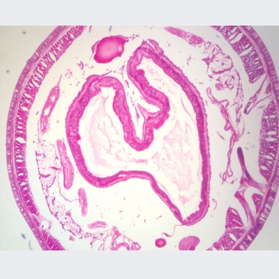 Earthworm, c.s.10 µm, H&E Microscope Slide