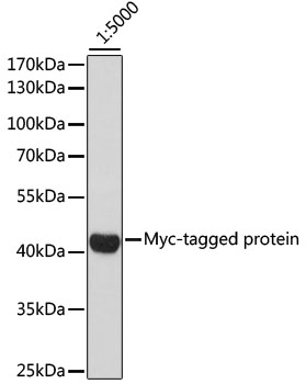 Anti-Myc Tag Antibody