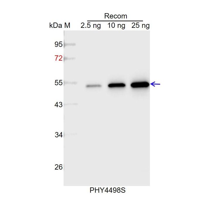 Os05g0530500 / Anti-Os05g0530500 Antibody