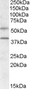 Anti-GPR81 Antibody