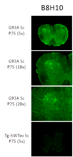 The spinal cord sections of transgenic mice SOD1G93A show the detection of misfolded SOD1 in the motor neurons. This immunodetection does not appear in the transgenic mice that reproduce normal human SOD1 (Tg-hWTov Sc). 1:100