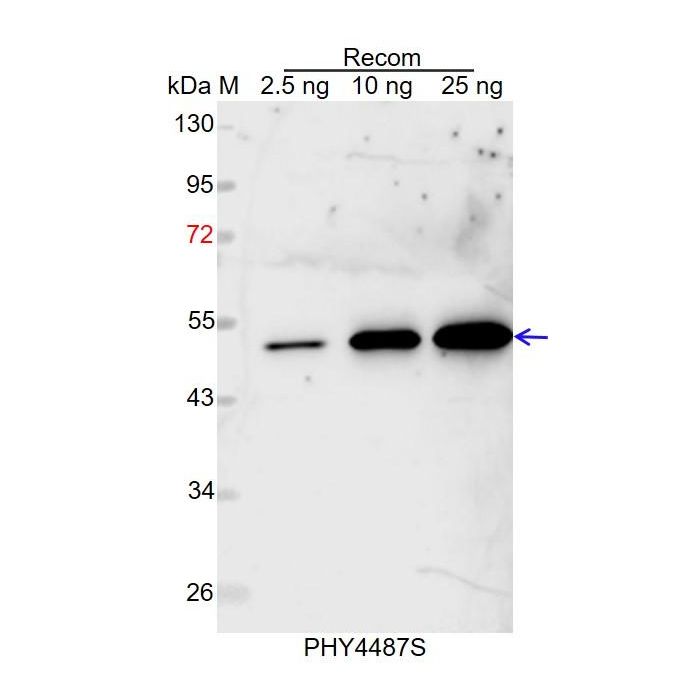 Os04g0461000 / Anti-Os04g0461000 Protein Antibody