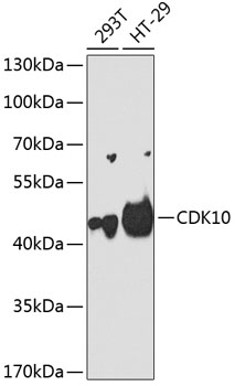 Anti-CDK10 Antibody