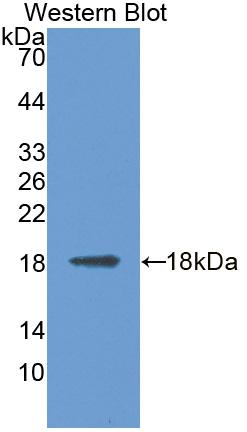 Western Blot; Sample: Recombinant protein.