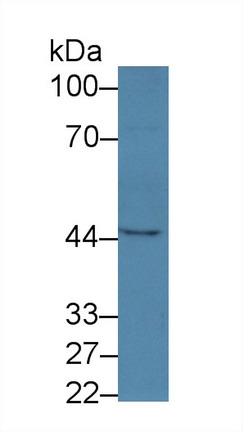 Western Blot; Sample: Human Lung lysate; Primary Ab: 3µg/ml Rabbit Anti-Human LEI Antibody Second Ab: 0.2µg/mL HRP-Linked Caprine Anti-Rabbit IgG Polyclonal Antibody