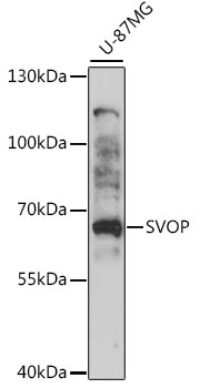 Anti-SVOP Antibody