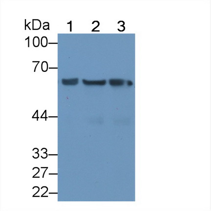 Western Blot; Sample: Lane1: Rat Liver lysate; Lane2: Human A549 cell lysate; Lane3: Human MCF7 cell lysate Primary Ab: 2µg/mL Mouse Anti-Human Hsp60 Antibody Second Ab: 0.2µg/mL HRP-Linked Caprine Anti-Mouse IgG Polyclonal Antibody (Catalog: SAA544Mu19)