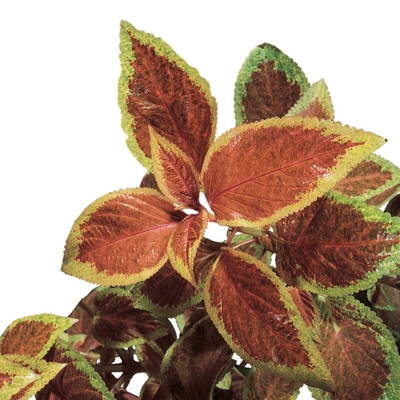 Fancy Coleus (Coleus blumei), Living