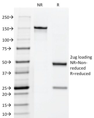 Anti-HCG Holo Antibody [HCGab/52] - BSA and Azide free