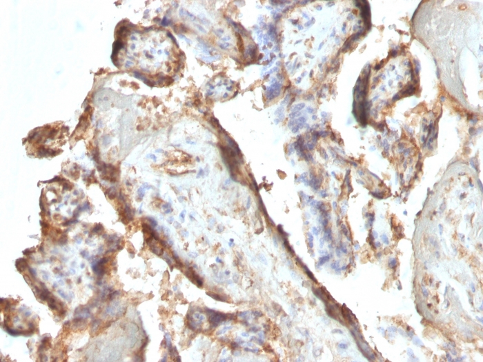 Anti-HCG Holo Antibody [HCGab/52] - BSA and Azide free