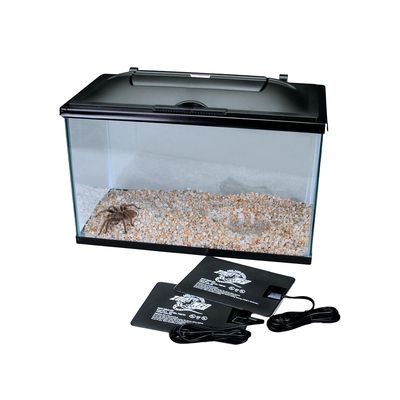 Tarantula Habitat, Deluxe, with Curly Hair Tarantula (with perishables)