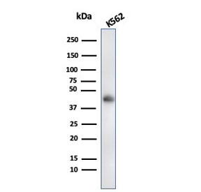 Western blot testing of human K562 cell lysate with Glycophorin A antibody (clone rGYPA/280). Expected molecular weight: routinely observed at ~16/38 kDa.