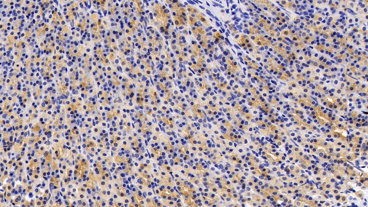 DAB staining on IHC-P; Sample: Rat Stomach Tissue;  Primary Ab: 30µg/ml Mouse Anti-Rat CCK Antibody Second Ab: 2µg/mL HRP-Linked Caprine Anti-Mouse IgG Polyclonal Antibody (Catalog: SAA544Mu19)