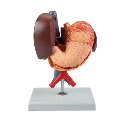 Altay® Human Organs of the Upper Abdomen Model