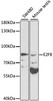 Anti-E2F8 Antibody