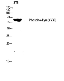 Western blot analysis of 3T3 lysis using Phospho-Fyn (Y530) antibody. Antibody was diluted at 1:2000
