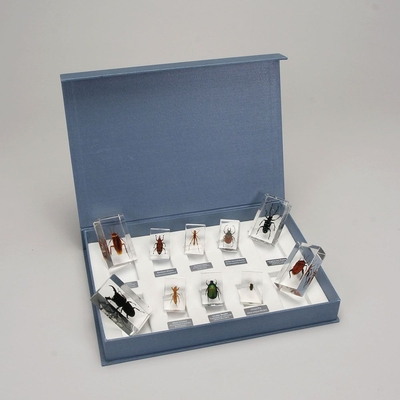 Harmful Insects Collection