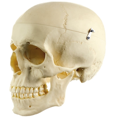 Human Male Skull, Plastic