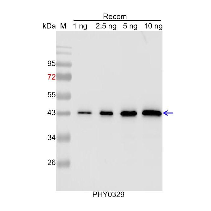 MBP / Anti-MBP Tag Antibody