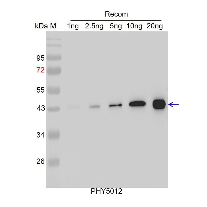 MBP / Anti-MBP Tag Antibody