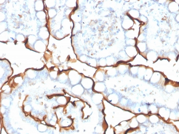 IHC staining of FFPE human small intestine with ACE antibody. HIER: boil tissue sections in pH 9 10mM Tris with 1mM EDTA for 20 min and allow to cool before testing.
