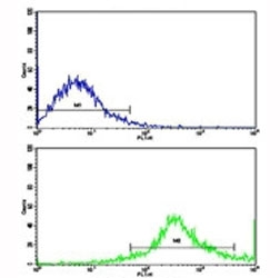 Flow cytometric analysis of Jurkat cells using CD8B antibody (bottom histogram) compared to a negative control (top histogram). FITC-conjugated goat-anti-rabbit secondary Ab was used for the analysis.