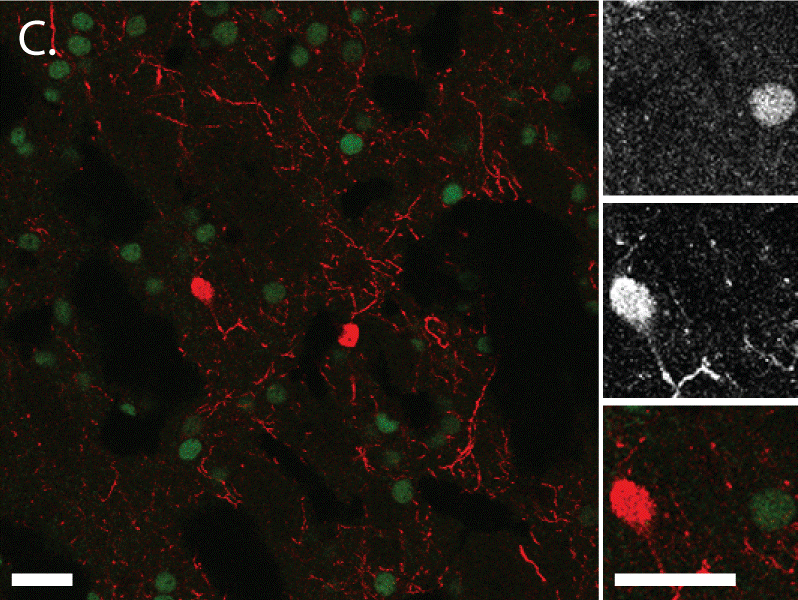 Neuropeptide Y Antibody