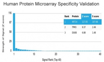 Analysis of HuProt(TM) microarray containing more than 19,000 full-length human proteins using Cytokeratin 14 antibody (clone KRT14/4129). These results demonstrate the foremost specificity of the KRT14/4129 mAb. Z- and S- score: The Z-score represents the strength of a signal that an antibody (in combination with a fluorescently-tagged anti-IgG secondary Ab) produces when binding to a particular protein on the HuProt(TM) array. Z-scores are described in units of standard deviations (SD's) above the mean value of all signals generated on that array. If the targets on the HuProt(TM) are arranged in descending order of the Z-score, the S-score is the difference (also in units of SD's) between the Z-scores. The S-score therefore represents the relative target specificity of an Ab to its intended target.