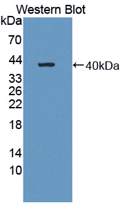 Western Blot; Sample: Recombinant protein.