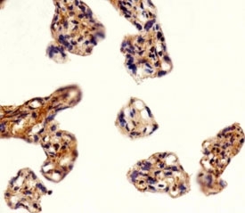 Immunohistochemical analysis of paraffin-embedded human placenta section using DLK1 antibody
