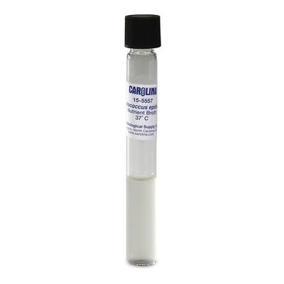Staphylococcus epidermidis, Living, Nutrient Broth, Tube 