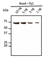 Anti-Ty1 Tag Antibody