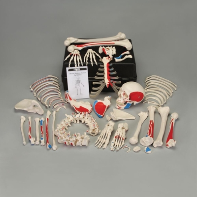3B® Disarticulated Human Muscular Skeleton with Storage Case