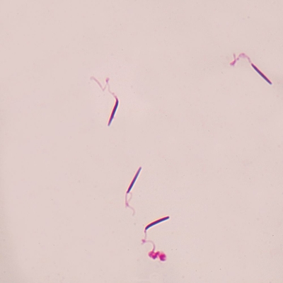 Frog Sperm, smear Microscope Slide