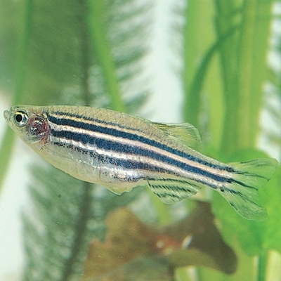 Zebra Fish (Danios), Living, Unsexed, Pack of 24