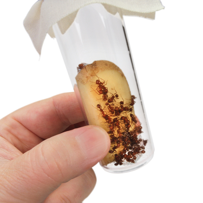 Ant Farm Replacement Ants, Living