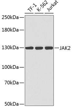 Anti-JAK2 Antibody
