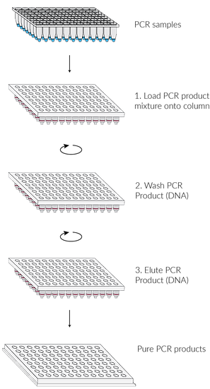 Gold Nanoparticles - ssDNA, 7 nm, Short (11-59 bases), 2 kDa, 1 mL