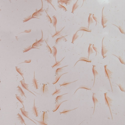 Brine Shrimp (Artemia), Live Adult, Ideal for Food