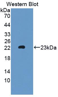 Western Blot; Sample: Recombinant protein.