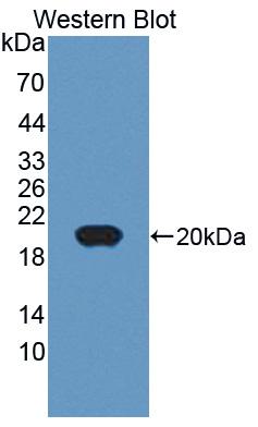 Western Blot; Sample: Recombinant protein.