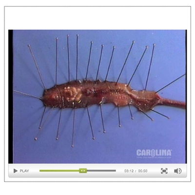 Earthworm Anatomy: External & Internal Anatomy Video