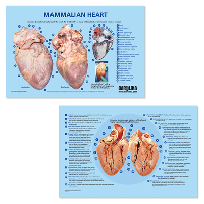 Carolina® Heart Dissection Mat