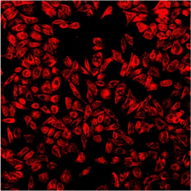 Cellaris Cell Labeling Kit 670 (Red)