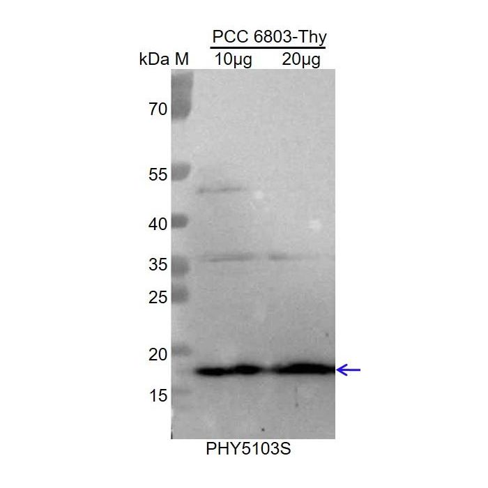 PsbV / Anti-PsbV Antibody