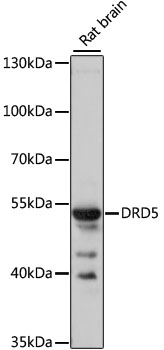 Anti-DRD5 Antibody