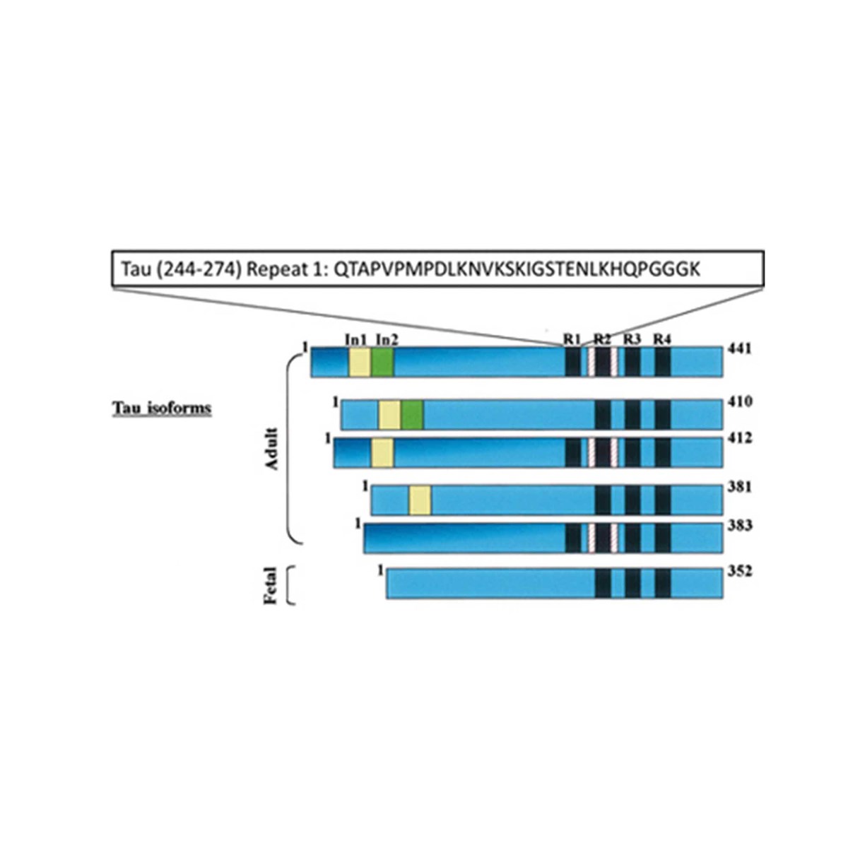 Tau peptide (244-274) (Repeat1 domain) - 1 mg