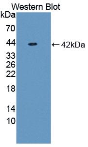 Western Blot; Sample: Recombinant NFkB, Rat.